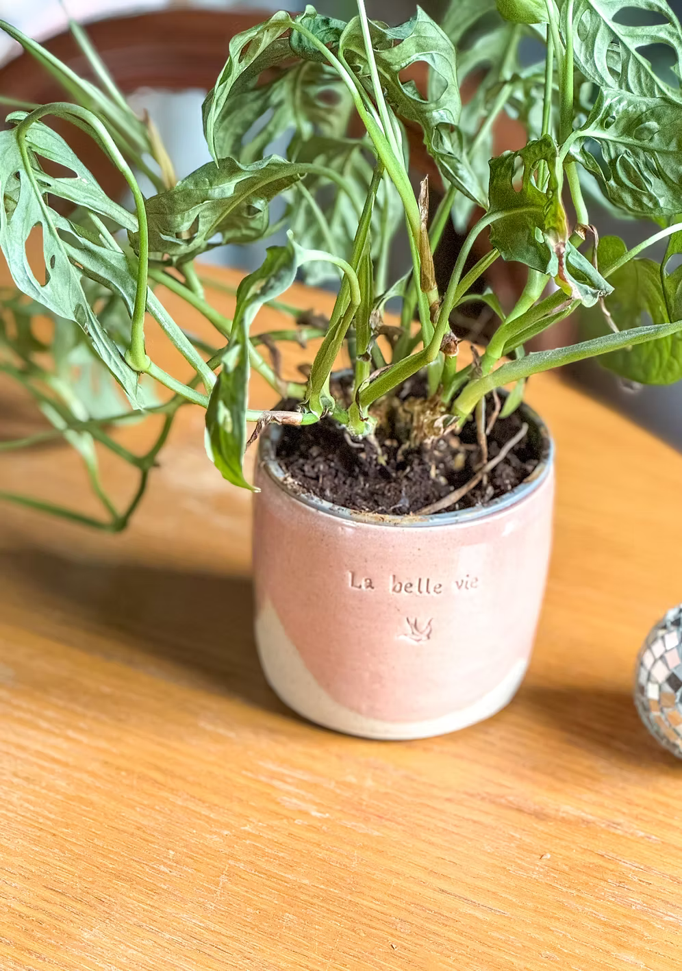 Le cache pot personnalisable 🪴